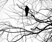 Crow Silhouette Black and White 8 x 10 Photograph,  Black & White Crow Photo.