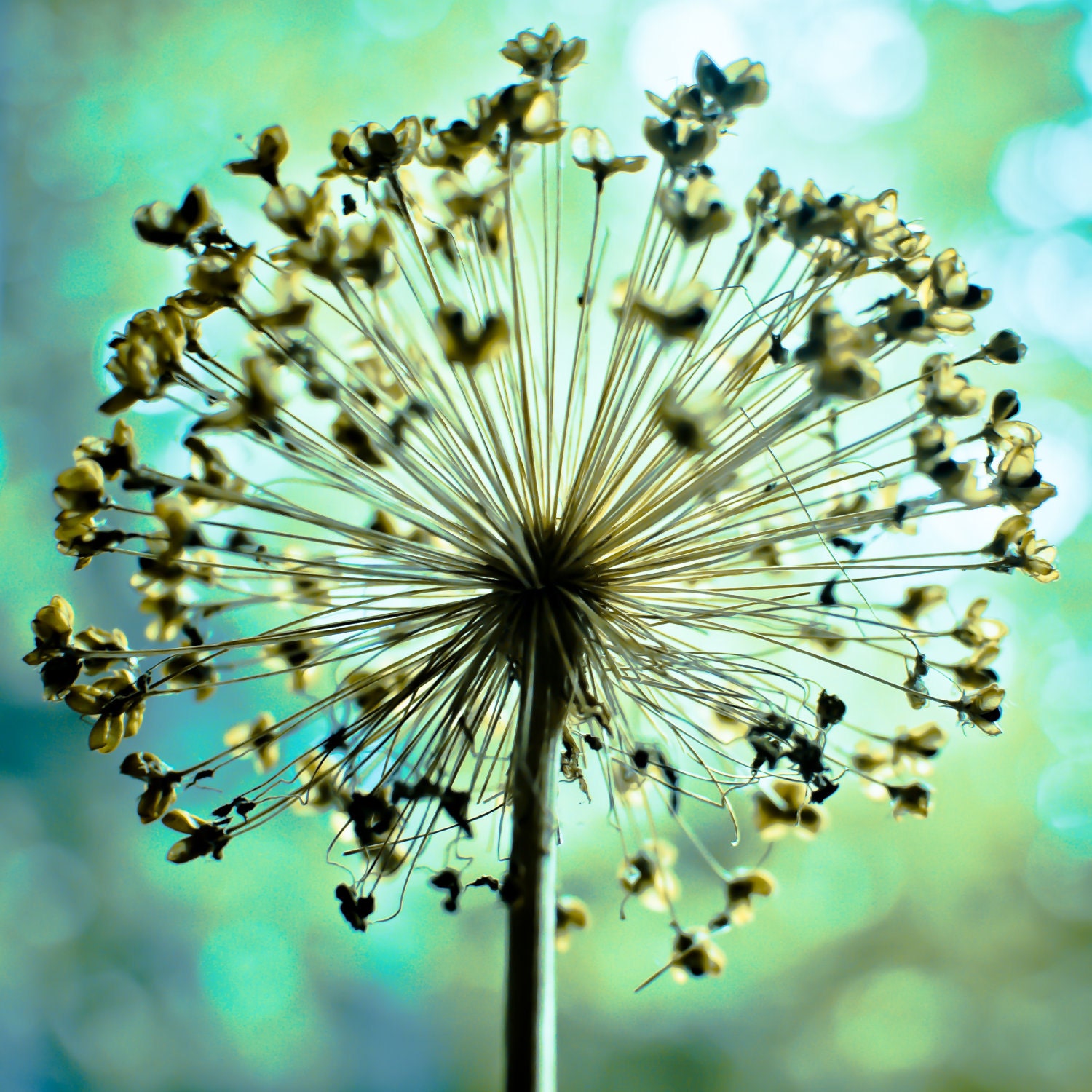 Teal Seed Pod- End of Summer 8 x 8 Photography Art Print