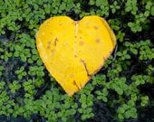 Heart of Gold, Yellow LeafNature Lover 8 x 8 Square Photography