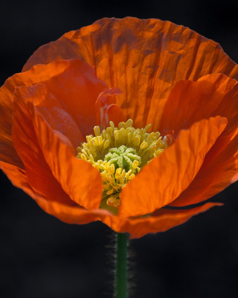 Orange Poppy, 8 x 10 Photography