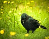 Meditating Crow-Yellow, Dandilion, Blackbird 8 x 10 Photography Art Print