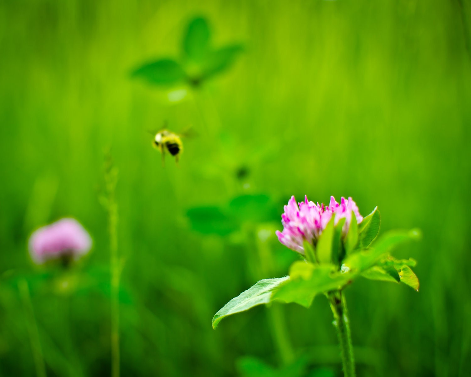 Flowers and the Bee, Green, Purple, Bee 8 x 10 Photography