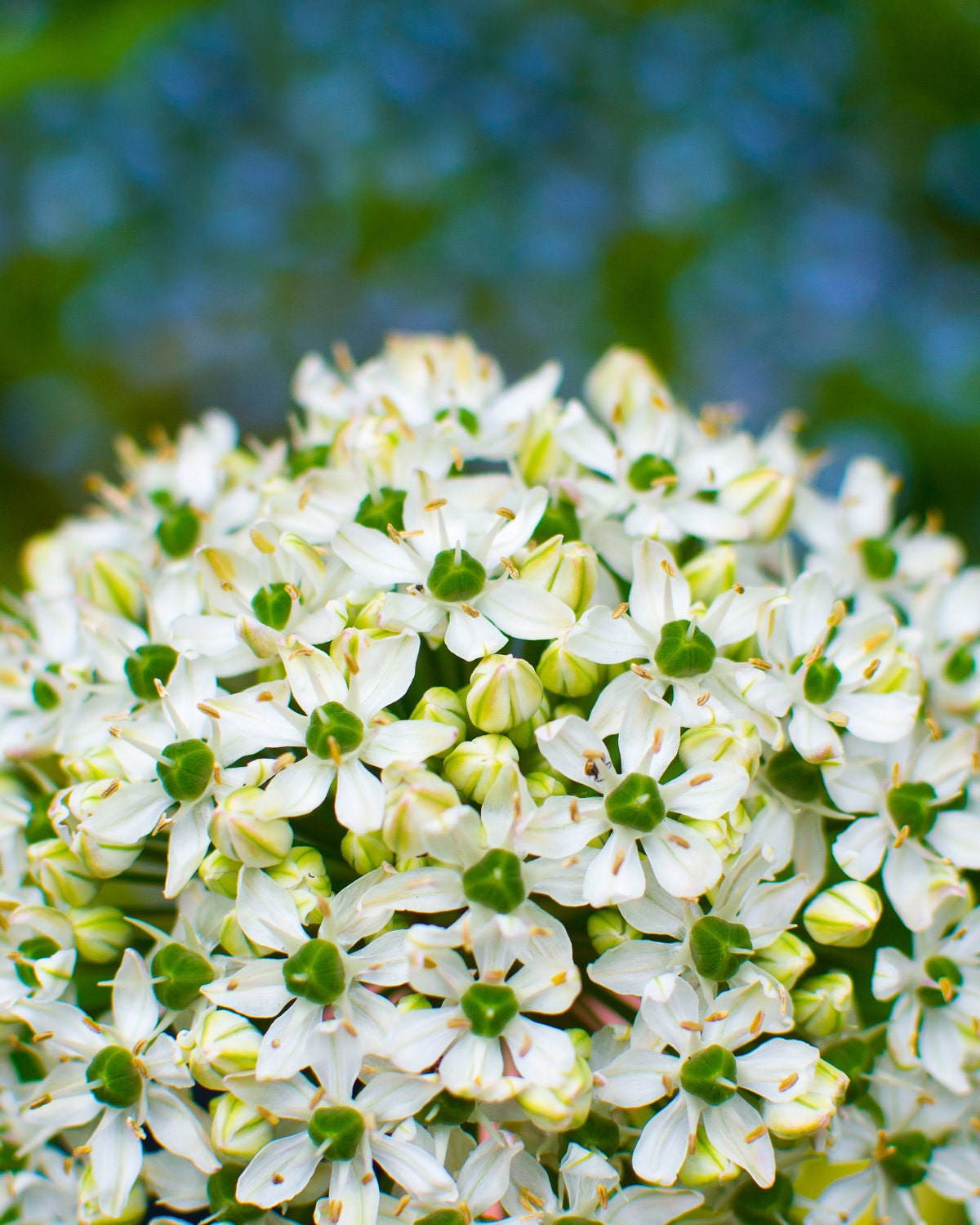 White Allium, Summer Flower