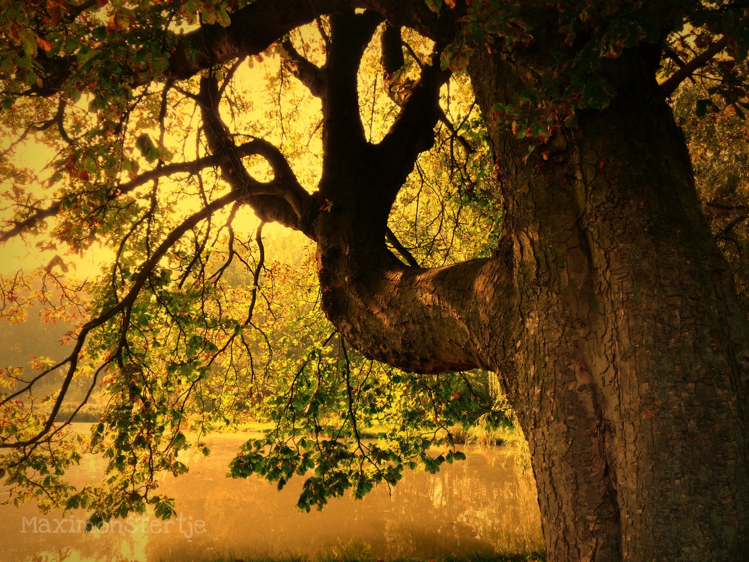 Nature Photography Tree - Fine Art Photograph 8x10 Dreamy Romantic Fall Autumn Surreal Sunny - Avalon