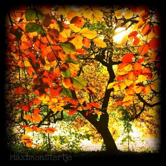 tree art photography