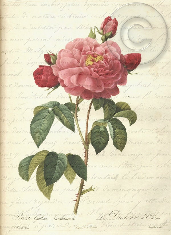 Antique Vintage Pink Rose French Script Digital Download jpg File