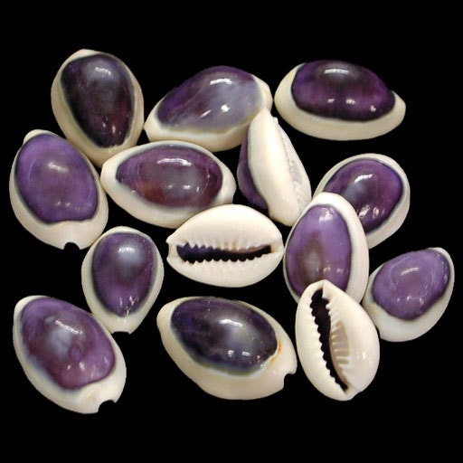 25 Monetaria Annulus Purple Top Money Cowry Shells for Crafting