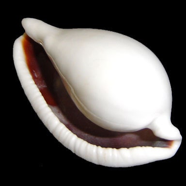 Ovula Ovum - Common Egg Cowry Shell