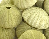 3 Pretty little green sea urchins for nautical or  beach inspired crafts and wedding decor