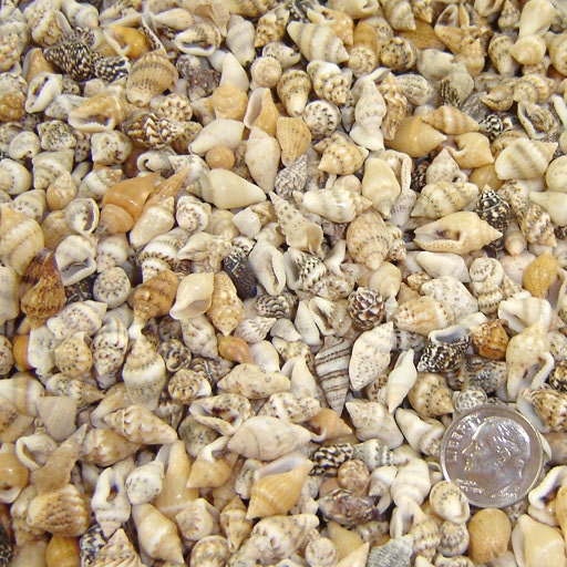 1 Ounce Mixed Nassa Dove Shells for Crafts
