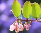 Three in a Row - 8x8 Fine art photograph - Purple Green Pink Flower Spring Nature Sunlight Garden