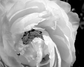 8x10 Black and White Peony Photograph, Modern Flower Photography,  Romantic Macro Picture, Contemporary Summer Garden Image