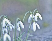 Flower Photography 8x10 Spring White Snowdrops Dreamy Blue Green Print Nature Floral Easter Photograph