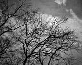 Halloween Moon Photography 8x10, Black and White Night Sky Print, Surreal Tree Photo, Spooky Wall Art, Titanium Gray Decor