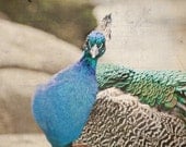 Animal Photography 8x10, Peacock Wall Art,  Bird Wall Decor, Blue Green Grey Modern Bird Print, Zoo Nursery Decor, Nature Photography