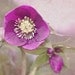 Flower Photography 8x10, Purple Nature Wall Decor, Spring Woodland Photograph, For Her, Floral Nursery Decor