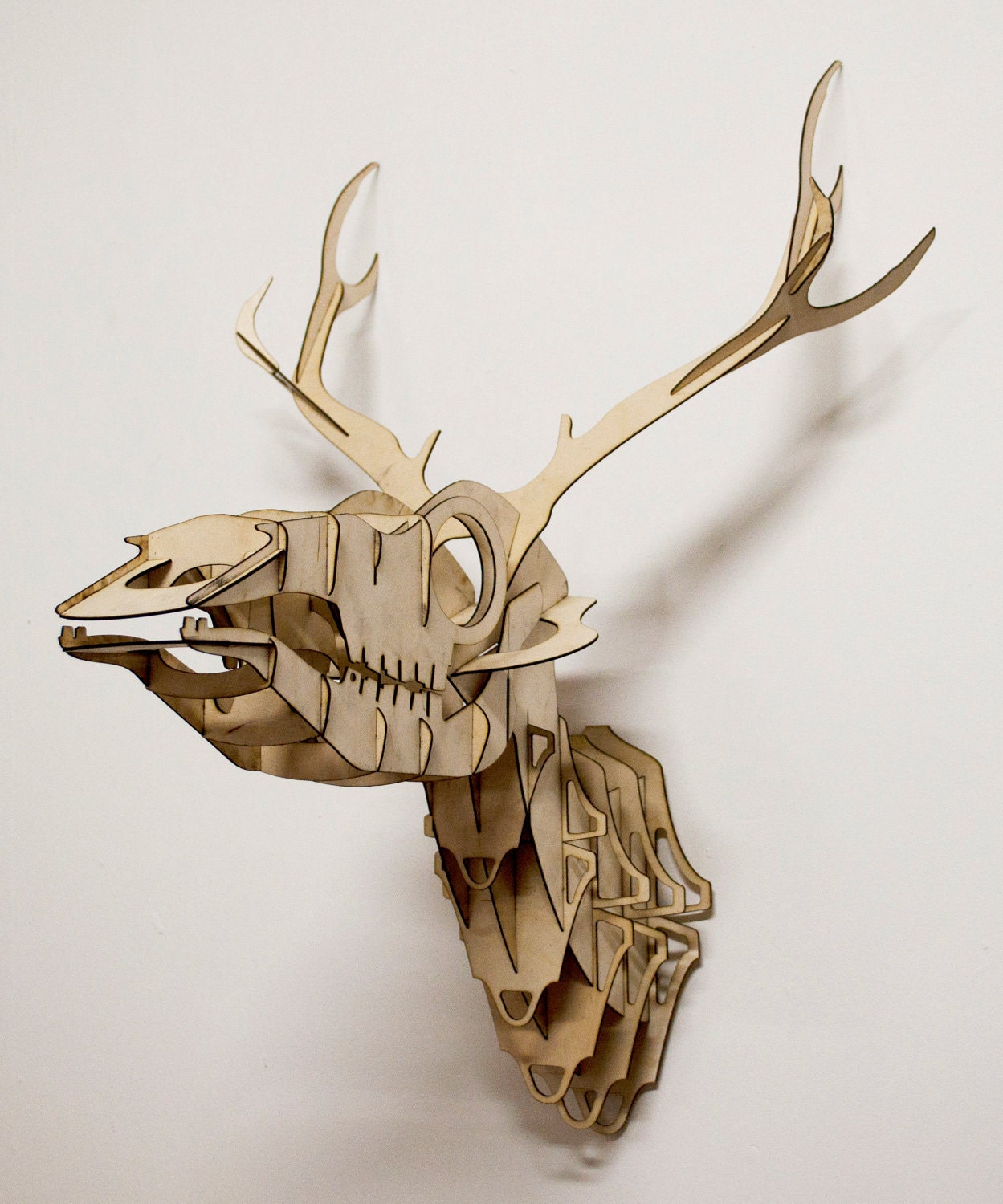 Goldfuss - plywood taxidermy skull deer trophy