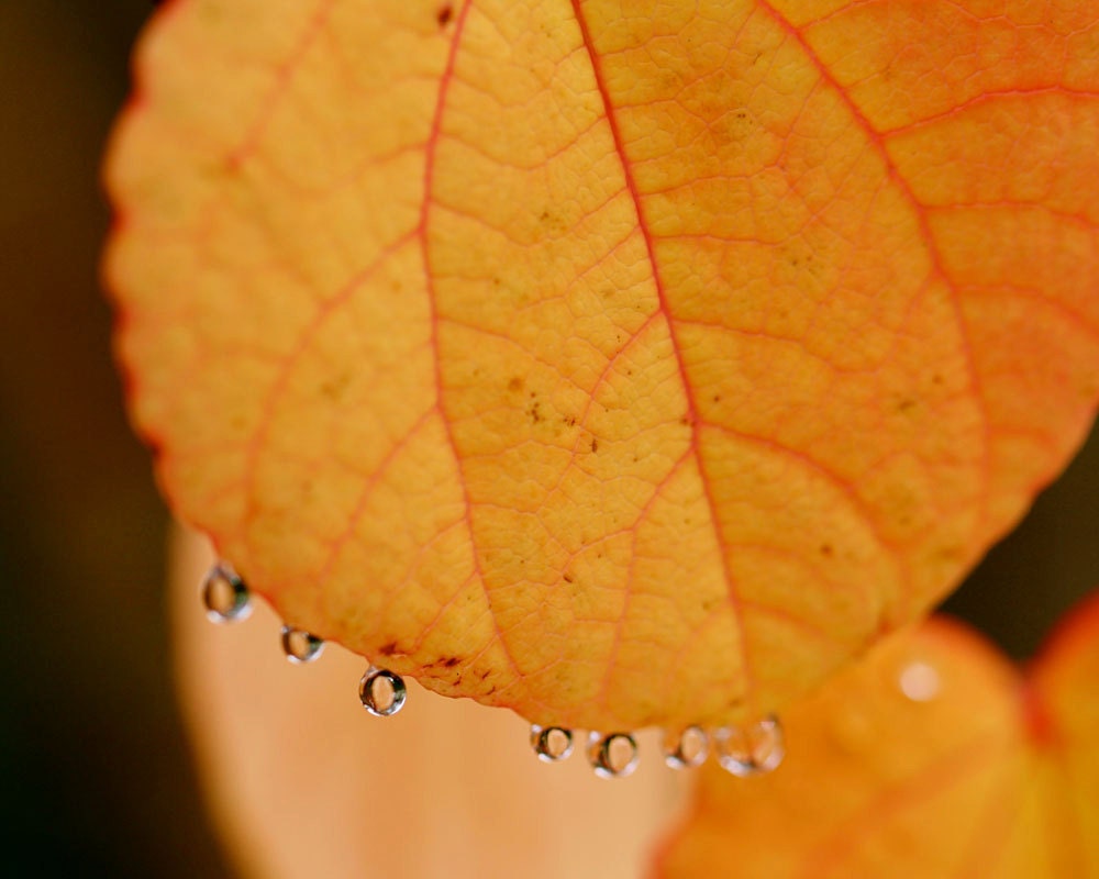 Orange Autumn Leaves with Beads of Rain - 8x10 Fine Art Photograph - We Donned Golden Finery Before Our Fall - ccreativity