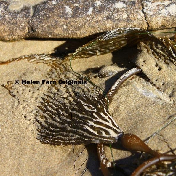 Seaweed on the Beach  - Dry mounted 8X8 print