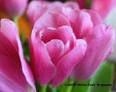 Pink Tulips  - 8 X 10 Dry Mounted Print