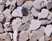 Sand Dollar Pieces - Jupiter, Florida - Under 10