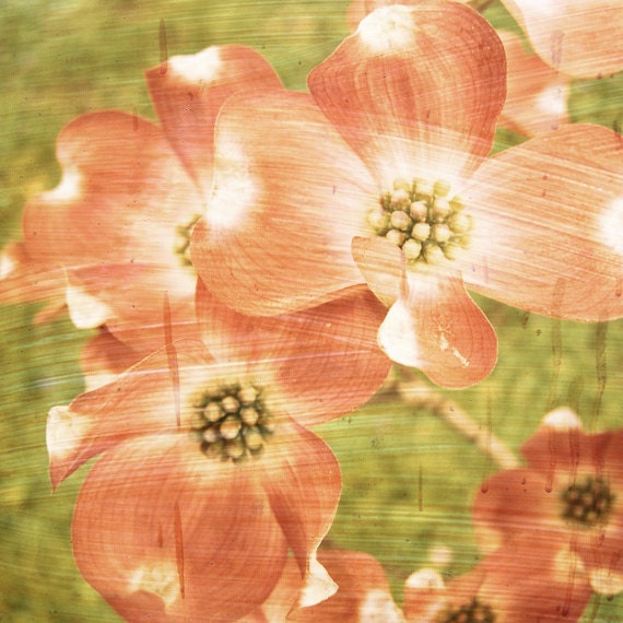 Spring Flower Photograph - Painted Beauty - 8x8 print, peach dogwoods, peridot green grass, collage, efpteam, fpoe - ErinBphoto
