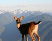 Deer, Olympic National Park, WA