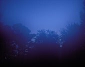 Nighttime Treescape Fine Art Photo 8 x 10 Twilight