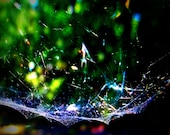 Spiderweb Canopy Fine Art Photo 8 x 10 Colorful Web
