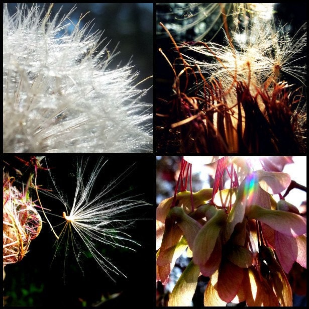 Thistle Dandelion Maple Wing Fine Art Photo Set 8 x 10 Delicate Soft Botanical