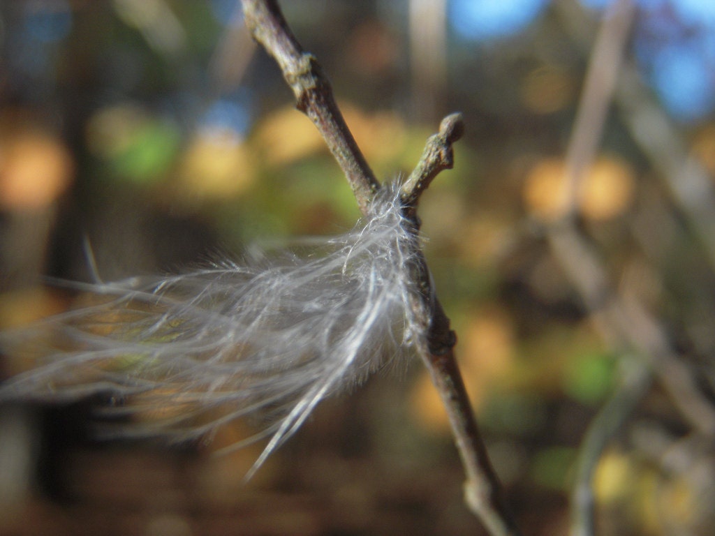 Feather on Twig Photo 8 x 10 Soft Colors Downy Bird Fluff Bokeh