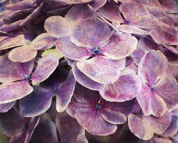 Hydrangea Flower Print - Purple Plum Country Floral Shabby Chic Home Decor Art Photography - SevenElevenStudios