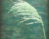 Beach Grass Art Print - Surreal Abstract Teal Aqua Green Botanical Beach House Home Decor Wall Art Photo