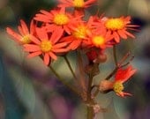 Wild Flower Art Print - Coral Yellow Bokeh Soft  Wall Art Floral Garden Girl Home Decor Summer Photography