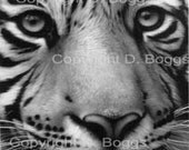 D. Boggs     "White Tiger"  8"x10"  Giclee Fine Art Print - GoldenBearStudio
