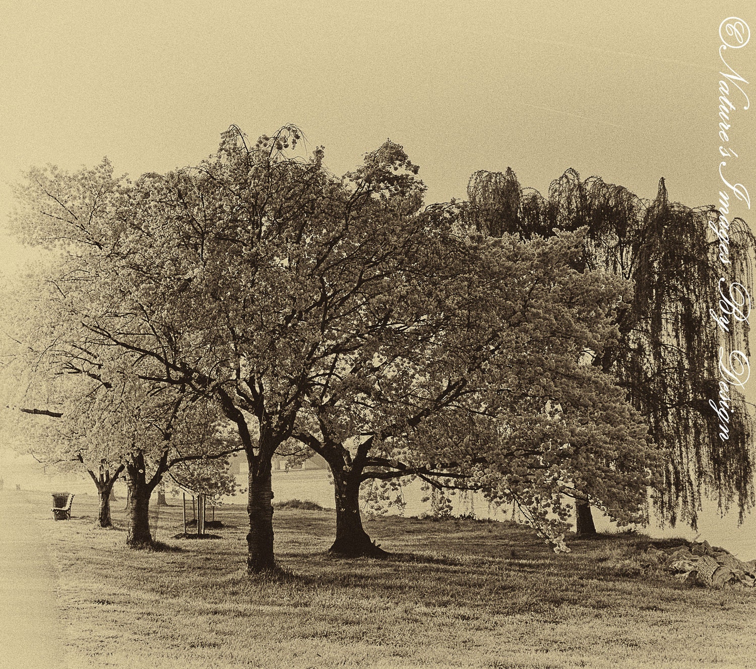 Cherry Blossoms Photo - B&W Tree Photo - Home Decor -  8x12 Print, photography wall art, home decor, nature photography