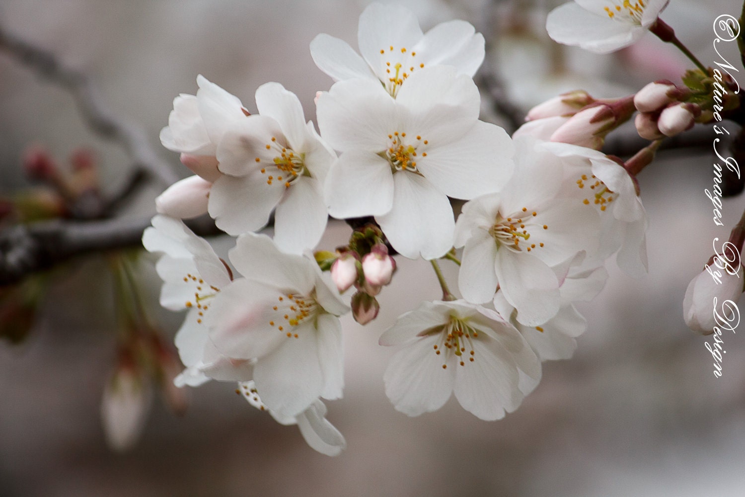 Cherry Blossoms Photo - White Spring Flowers - gift under 50, photography wall art, home decor, 8x12 print