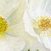 Two White Poppies - Duo of White Flowers - nursery print, exotic flower, white, gift under 50, photography wall art, home decor, 8x12 print