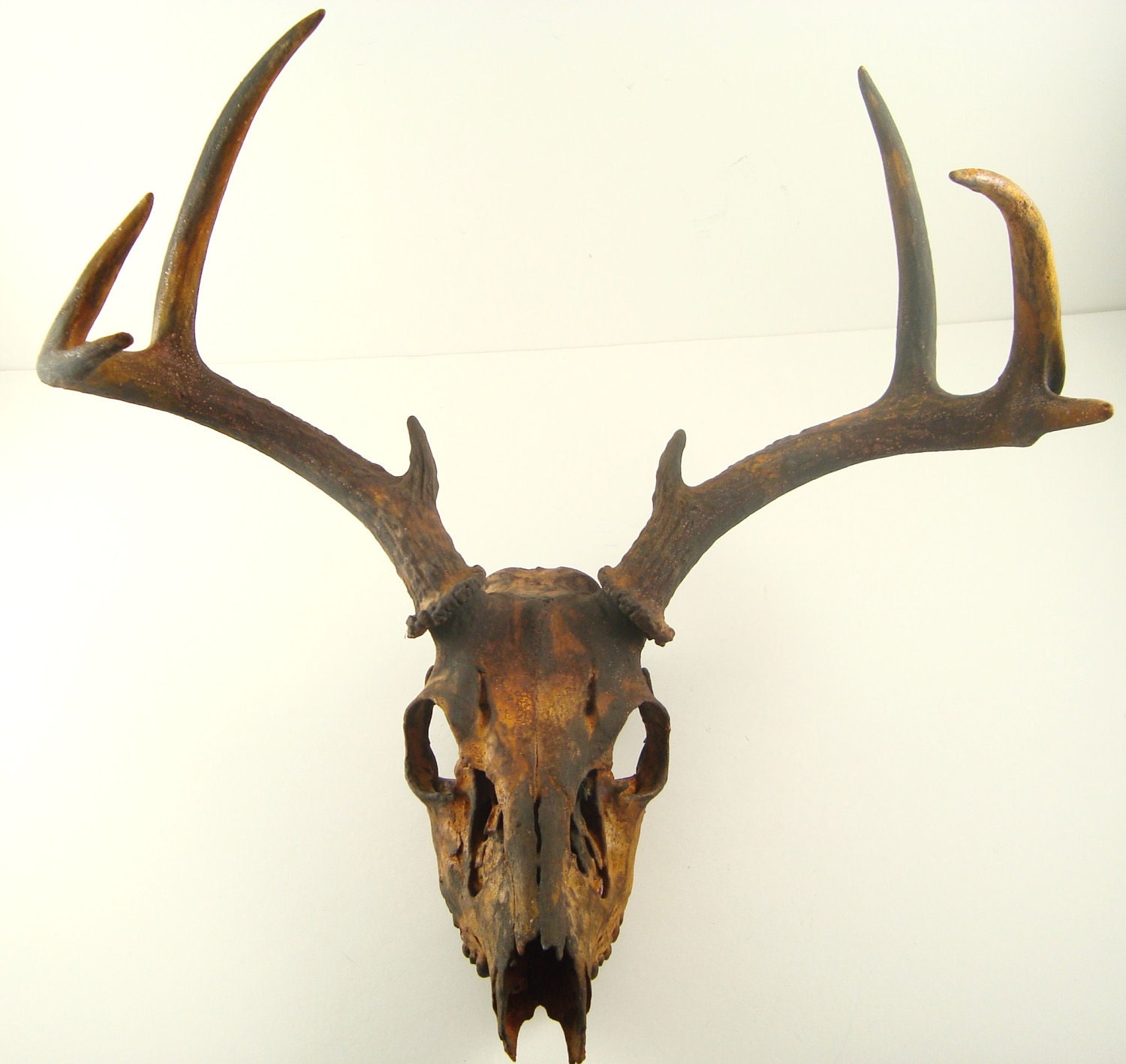 Deer Skull Antlers