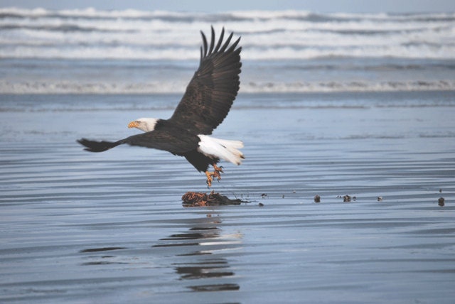 Bald Eagle Takes Flight 11 x 14 inch photograph taken at Ocean Shores, WA,  Free Shipping in the US