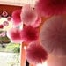 Tulle pom poms....  set of 15 for nurseries