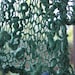 Hand Knit Shawl made of Hand Spun Hand Dyed Yarn in Shades of Green, Rustic Argentina Wool