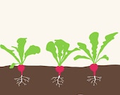 Fine Art Print.  Radishes.  June 14, 2012.