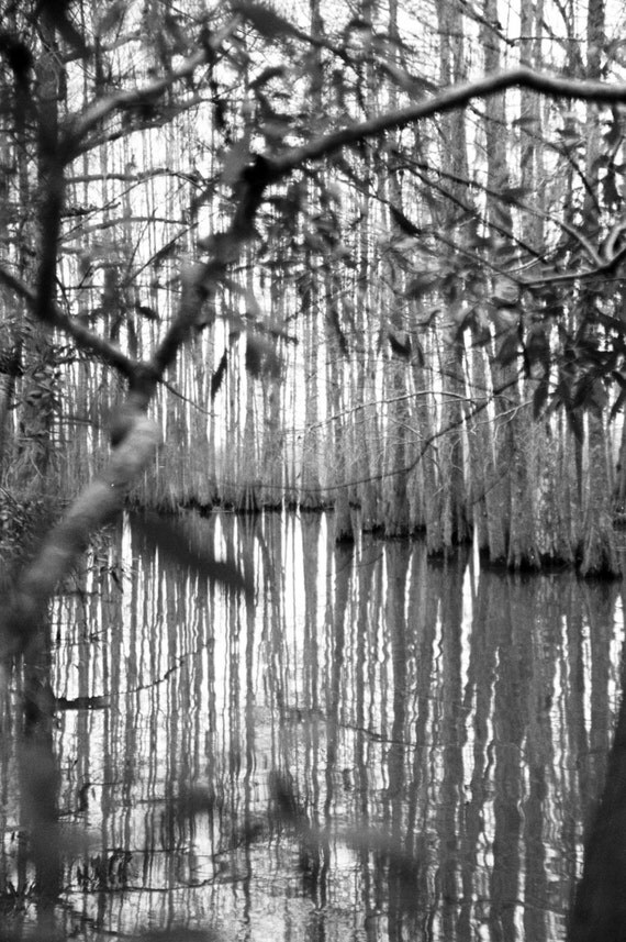 Louisiana Swamp Photograph