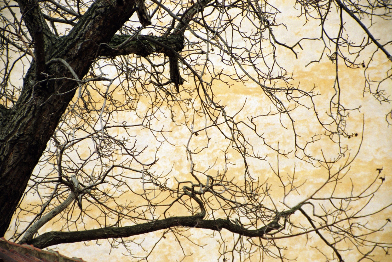 Prague, Spooky Tree Moody Orange photograph
