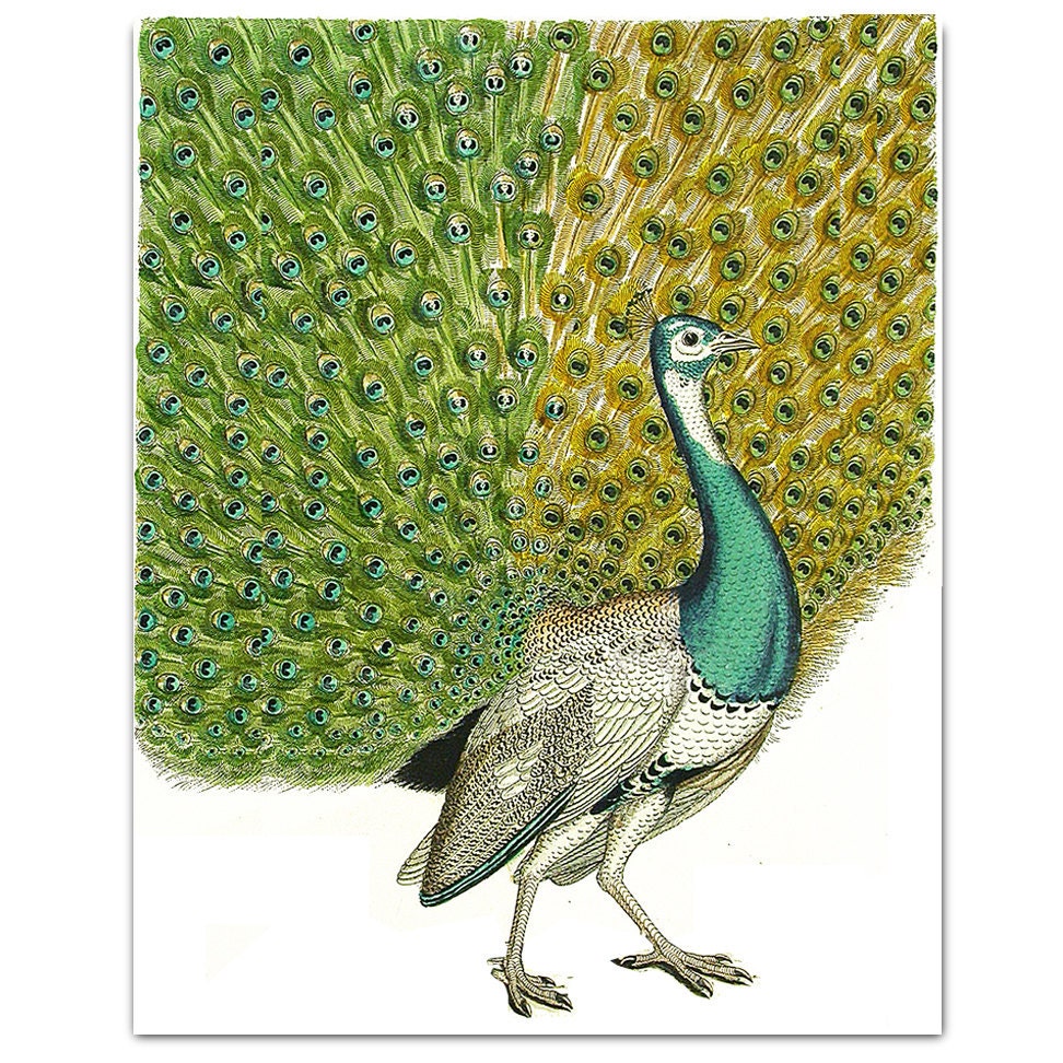 PEACOCK Portrait1- ART Print 8 x 10"