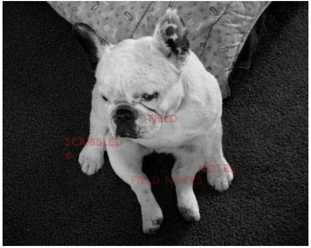 French Bulldog Photo - Frenchie Sitting Like a Human - Cute Animal Art Photograph - 8x10