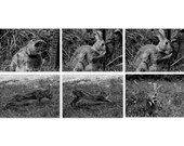 Rabbit Postcard Set - Six Cute Animal Photos