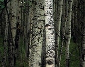 Aspen trees  fine art photograph print 8x10