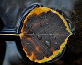 Fall colors aspen leaf with water droplets fine art photograph print 8x10
